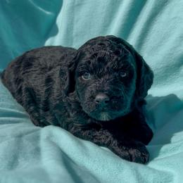 Aster - Black male Goldendoodle puppy in Sterling, Connecticut from Justine’s Retrievers and Doodles, LLC