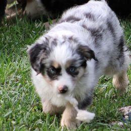 Miniature Australian Shepherd Puppies from LongMile Aussies