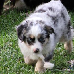 Miniature Australian Shepherd Puppies from LongMile Aussies