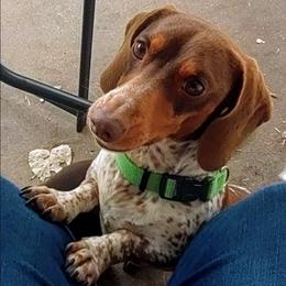 Nash - Dachshund