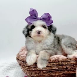 Maggie - Merle female Bernedoodle puppy in Statesville, North Carolina from Doodle Babies