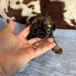 Female Gold - Gold female Shih Tzu puppy in Fort Myers, Florida from Donna's Puppies