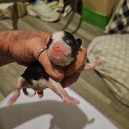 Grinch - Brindle and white male Shih Tzu puppy in Cook County, Illinois from My Tzu Crew