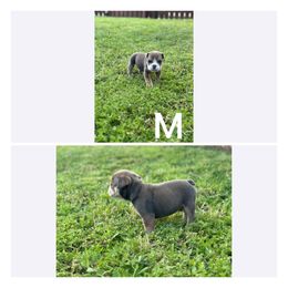 Bulldog Puppies from Alejandro's Bulldogs