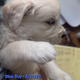 Blue Boy - Light golden male Golden Retriever puppy in Peoria, Arizona from Nordic Woof's Golden Retrievers
