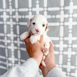 Alabaster - Parti female Goldendoodle puppy in Greencastle, Indiana from Willow & Co.