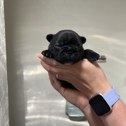 French Bulldog Puppies from Odom Frenchies