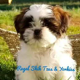 Poodles, Shih Tzus, and Yorkshire Terriers from Regal Shih Tzus and Yorkies