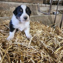 Boy 2 - Black tri-color male Australian Shepherd puppy in Jersey Shore, Pennsylvania from Lone Tree Aussies