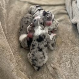 Miniature Australian Shepherd Puppies from Rolling Oaks Farm