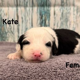 Kate - Black and white female Sheepadoodle puppy in Taber, Idaho from Son of a Poodle Sheepadoodles