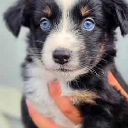 Buck - Black tri male Miniature Australian Shepherd puppy in Lithia, Florida from Waterford Doodle Farm