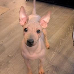 Tumbleweed - Red and white male American Hairless Terrier puppy in Phoenix, Arizona from Bare Valley
