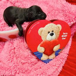 Beau - Liver male Miniature Schnauzer puppy in Alabama from Little River Miniature Schnauzers