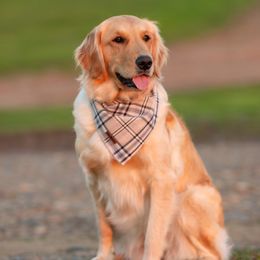 Leona - Golden Retriever