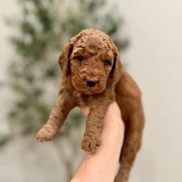 Benny boy - Red  male Goldendoodle puppy in Rio Linda, California from Plush Doodles