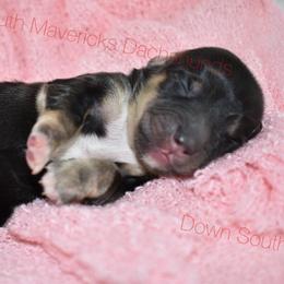 Black and cream - Black and cream female Dachshund puppy in Seminary, Mississippi from Down South Mavericks Dachshunds