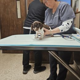 Dachshund Puppies from Bluegum Dachshunds