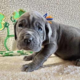 Kieran - Blue Neapolitan Mastiff puppy in Canyon, Texas from Mastini Della Forte