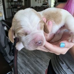 Orange - Brown and white male Basset Hound puppy in Clyde, Texas from Hazard Hound Kennels