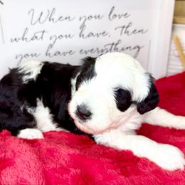 Teton - Black and white male Sheepadoodle puppy in Roseburg, Oregon from Sharon’s Sheepadoodle’s