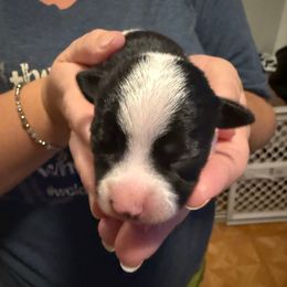 Boy 1 - Black and white male Chihuahua puppy in Murphy, North Carolina from Karolina Kennels