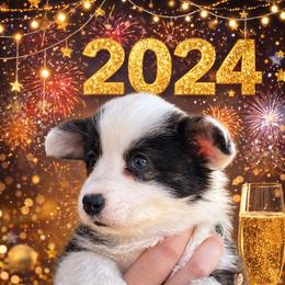 Nutmeg - Brindle and white female Cardigan Welsh Corgi puppy in Kerens, West Virginia from Leather & Lace