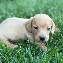 Hamlet - Cream male Dachshund puppy in Salem, Oregon from Longdox Mini Dachshunds