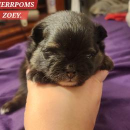 Girl 1 - Black and tan female Pomeranian puppy in Buffalo, New York from HERRPOMS