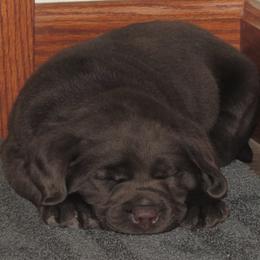 Cavalier King Charles Spaniel and Labrador Retriever Puppies from Camden's Caring Canines