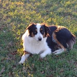 Annie - Australian Shepherd