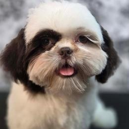 Milo - Liver and white male Shih Tzu puppy in Parma, Ohio from D's DeVine Shih-Tzu