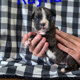 Rayna - Brindle female Boxer puppy in New Holland, Pennsylvania from Shady Rill puppies