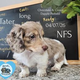 Tater - Dapple male Dachshund puppy in Hoquiam, Washington from Heyd's Mini Dachshunds
