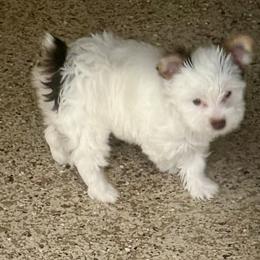 Yorkshire Terrier puppies from Angel Spun Yorkies
