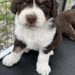 Boy 3 - Brown and white male Aussiedoodle puppy in Hillsboro, Illinois from Perfect Paws Puppies