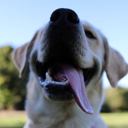 Labrador Retriever All Grown Up from Chateau St. John