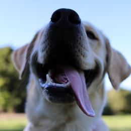 Labrador Retriever All Grown Up from Chateau St. John