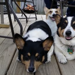 American Corgis and Pembroke Welsh Corgis from Canal Corgis