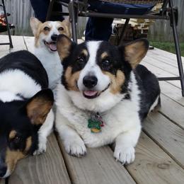 American Corgis and Pembroke Welsh Corgis from Canal Corgis
