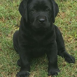 Labrador Retrievers from True Texas Retrievers