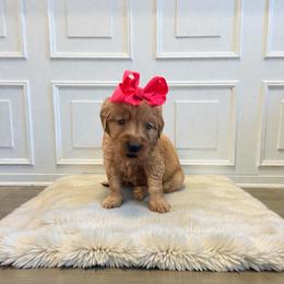 Fuchsia female - Dark golden female Golden Retriever puppy in Baytown, Texas from Golden Tails of Texas