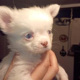 Oliver - White male Chihuahua puppy in Federalsburg, Maryland from Mobley Chihuahuas