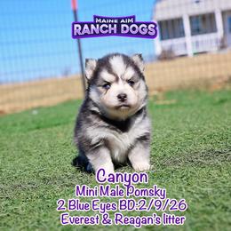 Canyon - Black and white male Pomsky puppy in Humeston, Iowa from M.A.R. Dogs