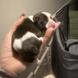 Miller - Chocolate, tan and white male Yorkshire Terrier puppy in Florence, Kentucky from 4paws4ever by Design