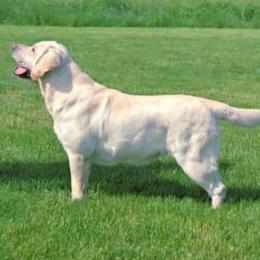 CLEO - Labrador Retriever