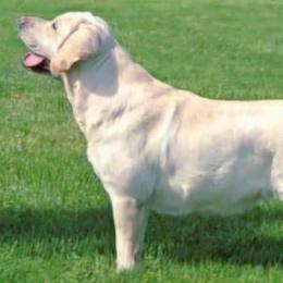 CLEO - Labrador Retriever