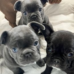 French Bulldogs from Frenchie Ma