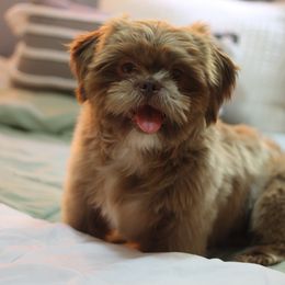 Pete - Shih Tzu