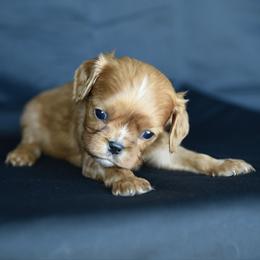 Boy 5 - Ruby male Cavalier King Charles Spaniel puppy in Lawton, Oklahoma from Lindsey’s Cavies